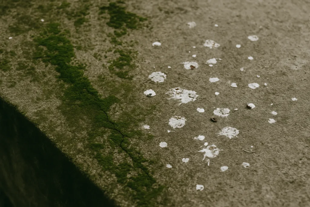 Gros plan sur du béton avec fientes de pigeons et mousse verte, texture visible