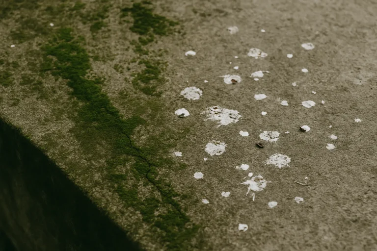 Gros plan sur du béton avec fientes de pigeons et mousse verte, texture visible